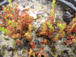 Crassula tillaea